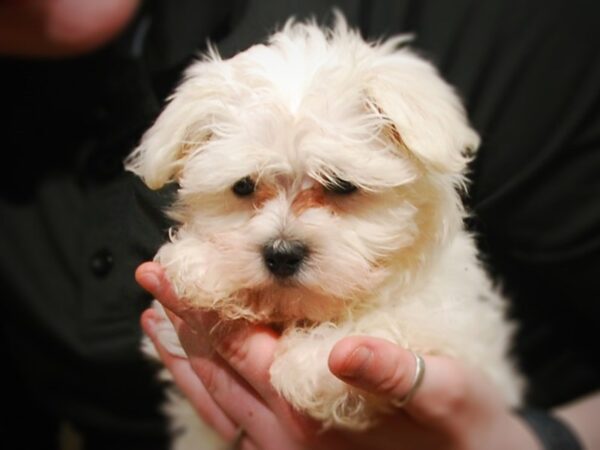 Maltese DOG Female White 17052 Petland Iowa City, Iowa