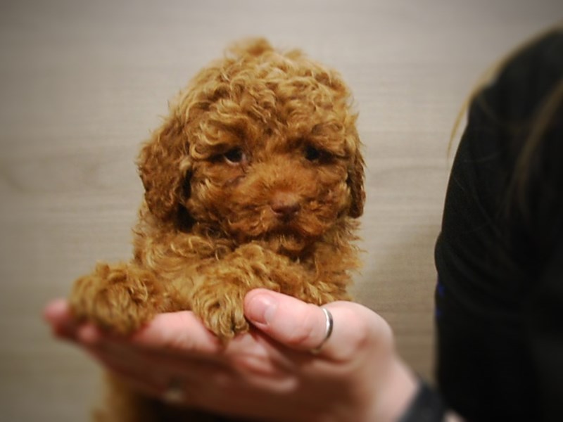 Poodle Dog Female Red 17053