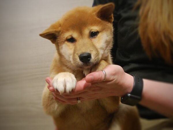 Shiba Inu DOG Male Red 17054 Petland Iowa City, Iowa