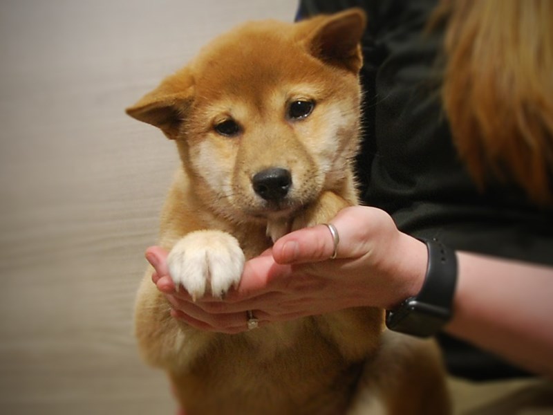 Shiba Inu Dog Male Red 17054