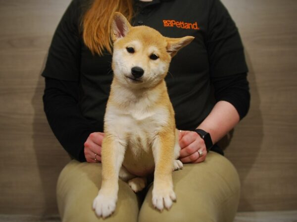 Shiba Inu DOG Female Red Sesame 17055 Petland Iowa City, Iowa