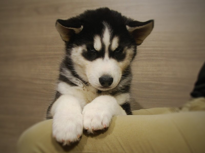 Siberian Husky Dog Male Black / White 17056