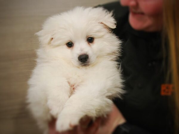 American Eskimo DOG Male White 17057 Petland Iowa City, Iowa