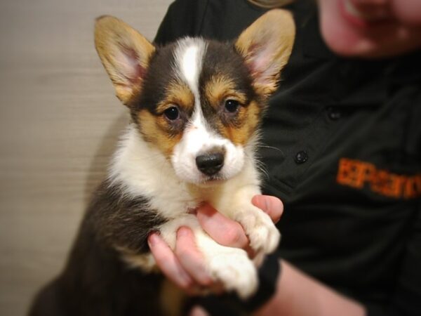 Cardigan Welsh Corgi DOG Female Black Brown / White 17058 Petland Iowa City, Iowa