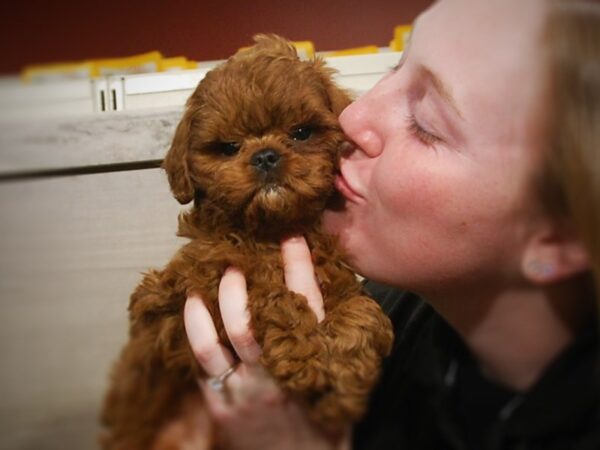 English Toy Spaniel/Poodle DOG Male Red / White 17059 Petland Iowa City, Iowa