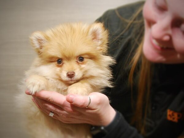 Pomeranian DOG Female SABLE 17060 Petland Iowa City, Iowa