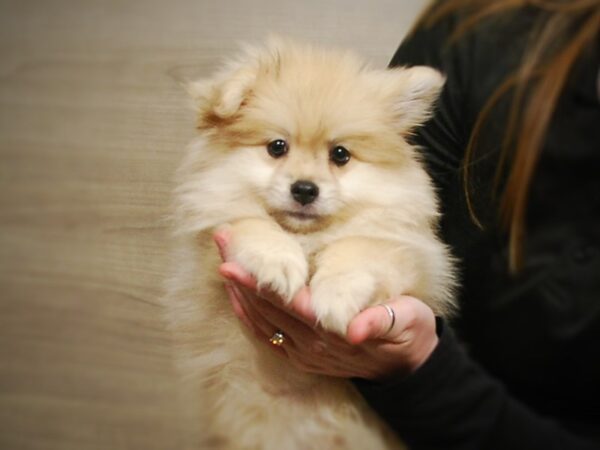 Pomeranian DOG Male Sable 17061 Petland Iowa City, Iowa