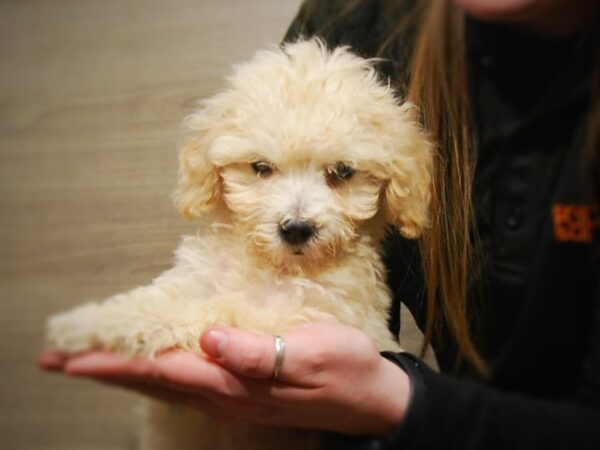 Bichon Frise/Poodle-DOG-Male-Cream-17062-Petland Iowa City, Iowa