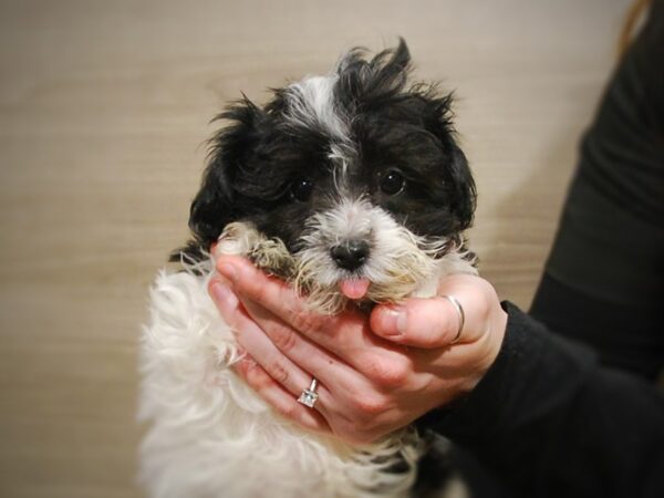 Maltese/Poodle DOG Male Black & White 17064 Petland Iowa City, Iowa