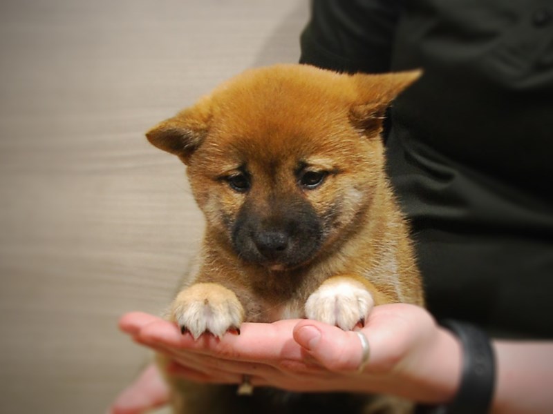 Shiba Inu Dog Female Red & White 17065