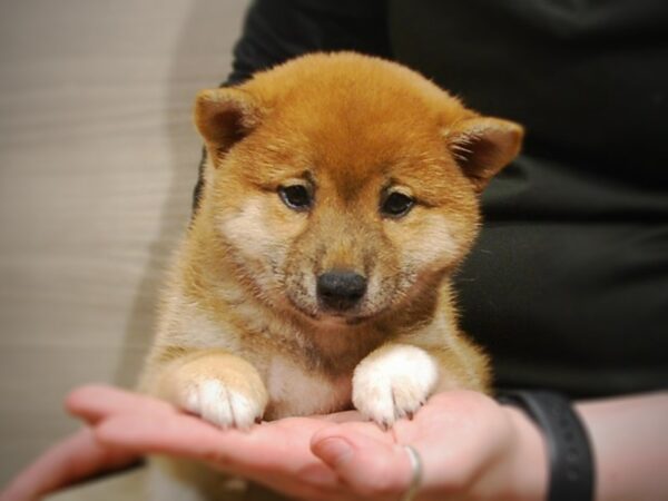 Shiba Inu DOG Female Red & White 17066 Petland Iowa City, Iowa