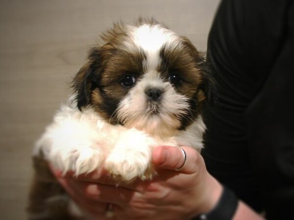 Shih Tzu DOG Male Brown & White 17067 Petland Iowa City, Iowa