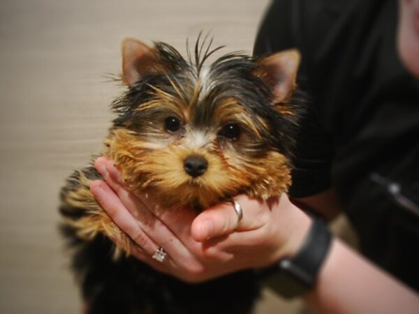 Yorkshire Terrier DOG Female Black & Gold 17081 Petland Iowa City, Iowa