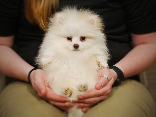 Pomeranian DOG Male Cream 17073 Petland Iowa City, Iowa