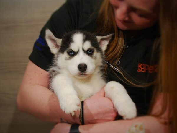 Siberian Husky DOG Female Black / White 17074 Petland Iowa City, Iowa