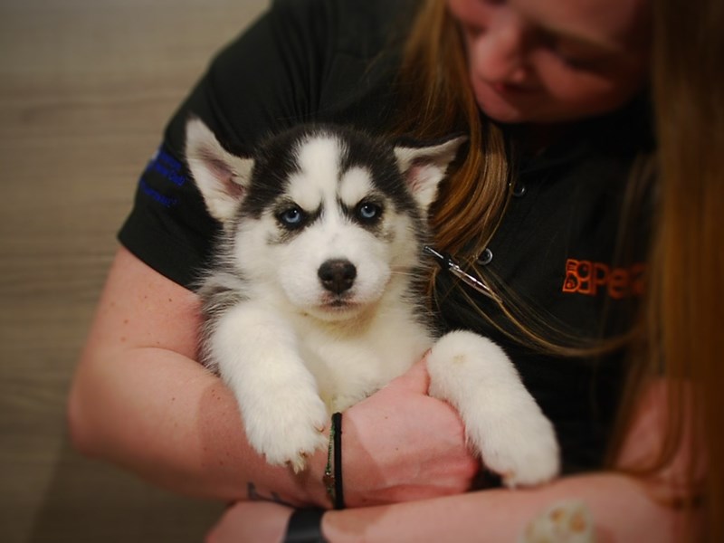 Siberian Husky Dog Female Black / White 17074