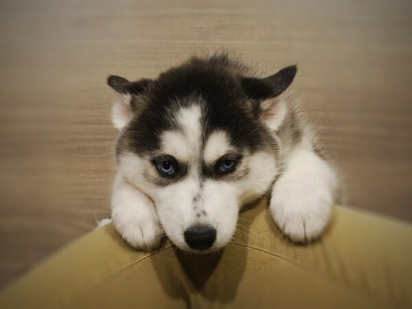 Siberian Husky DOG Male Black / White 17075 Petland Iowa City, Iowa