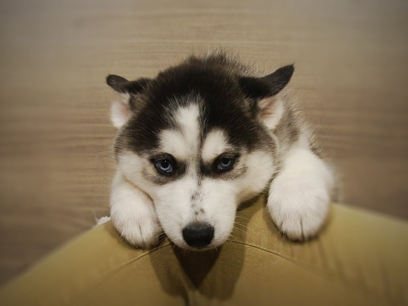 Siberian Husky Dog Male Black / White 17075