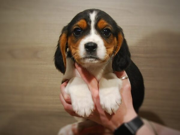 Cavalier King Charles Spaniel/Beagle-DOG-Male-Black / White-17077-Petland Iowa City, Iowa