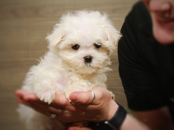 Maltese DOG Male White 17078 Petland Iowa City, Iowa