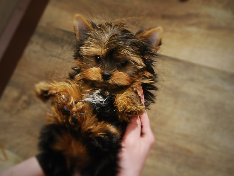 Yorkshire Terrier Dog Male Black & Gold 17079