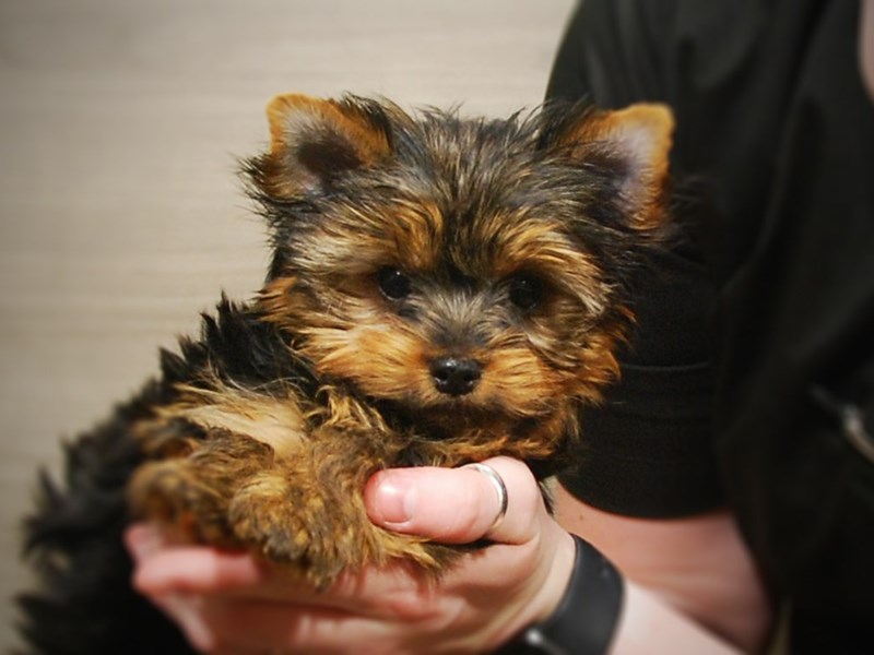 Yorkshire Terrier Dog Male Black & Gold 17080