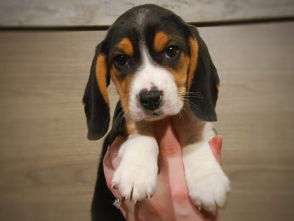 Beagle DOG Male Tri 17082 Petland Iowa City, Iowa