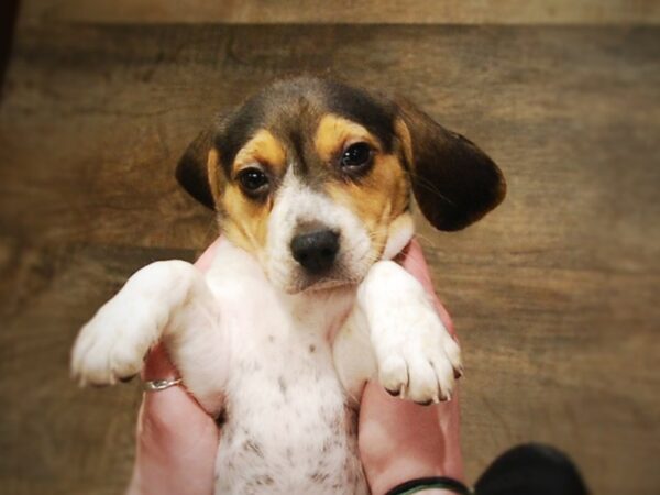 Beagle DOG Female Tri 17083 Petland Iowa City, Iowa