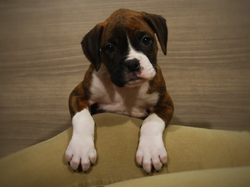 Boxer Dog Female Brindle 17084