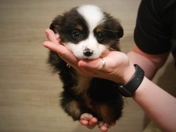 Australian Shepherd DOG Male Tri-Colored 17068 Petland Iowa City, Iowa