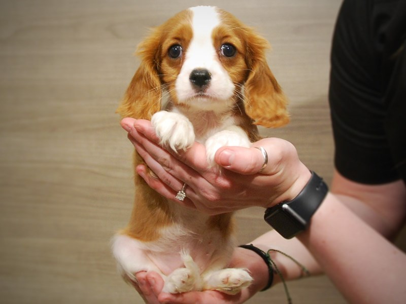 Cavalier King Charles Spaniel Dog Female Blenheim 17069