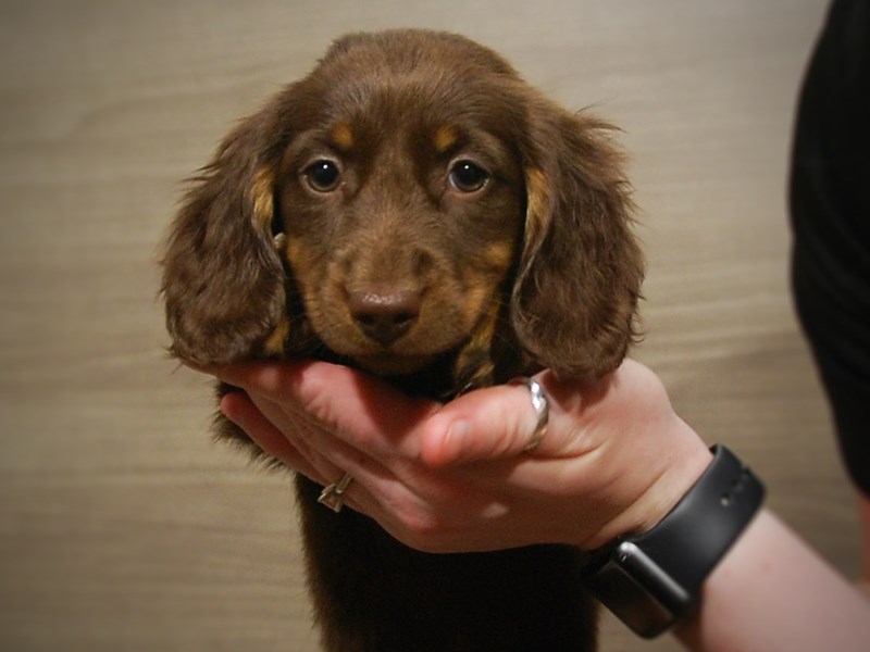 Dachshund Dog Female Chocolate 17070