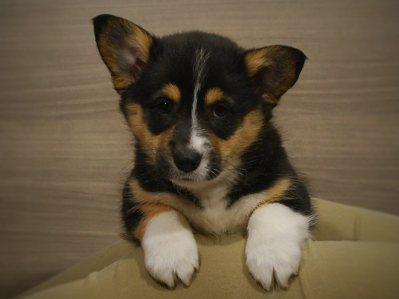 Pembroke Welsh Corgi Puppy Black / Tan ID:17072 Located at Petland Iowa ...