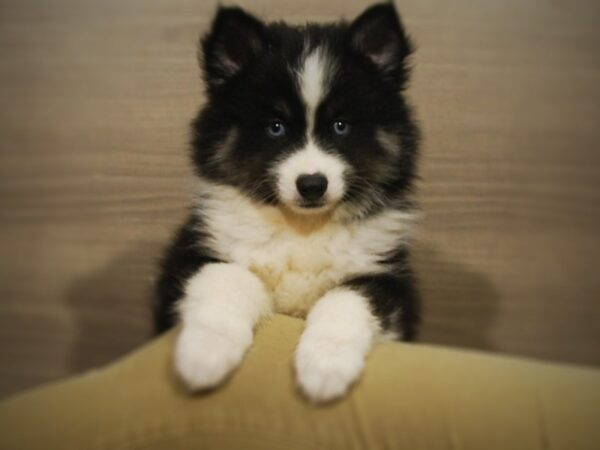 Pomsky DOG Male Black / White 17076 Petland Iowa City, Iowa