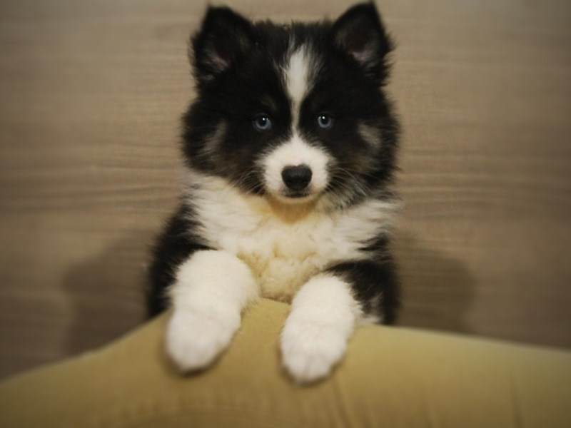 Pomsky Dog Male Black / White 17076