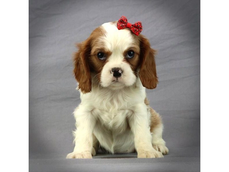 Cavalier King Charles Spaniel Dog Female blenheim 17088