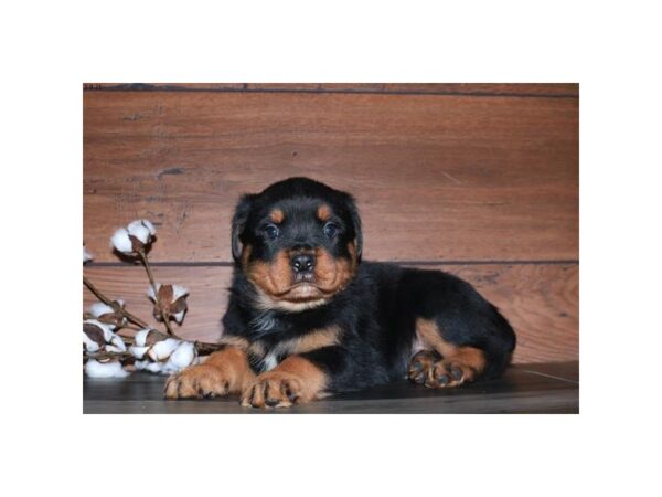 Rottweiler DOG Male Black / Tan 17102 Petland Iowa City, Iowa