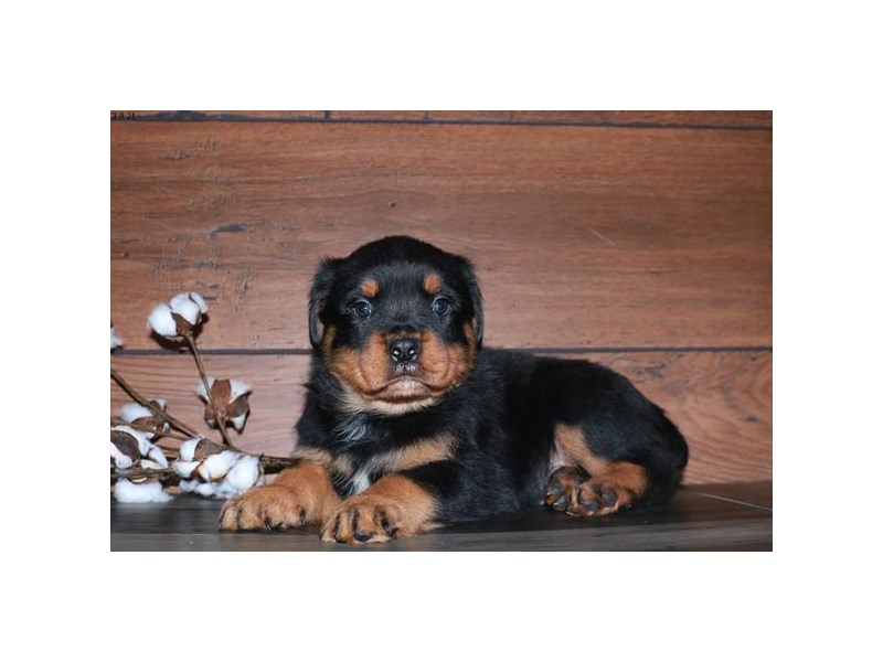 Rottweiler Dog Male Black / Tan 17102