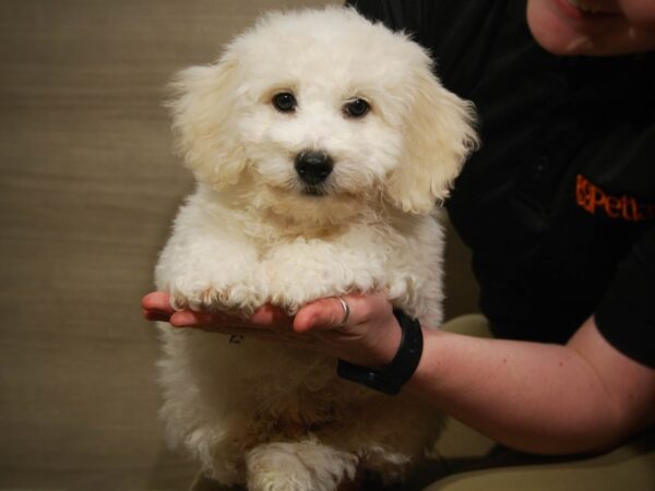 Bichon Frise DOG Male White 17085 Petland Iowa City, Iowa