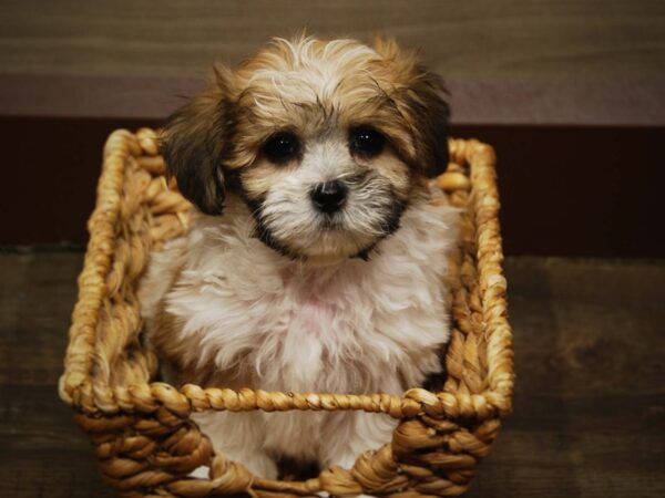 Bichon/Shih Tzu-DOG-Female-White and Brown-17087-Petland Iowa City, Iowa