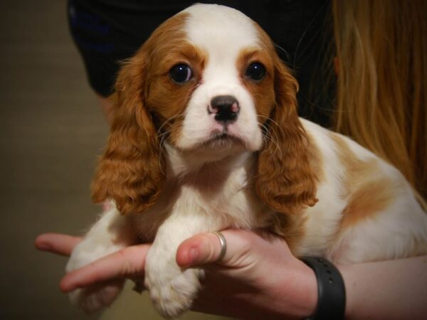 Cavalier King Charles Spaniel DOG Female blenheim 17089 Petland Iowa City, Iowa