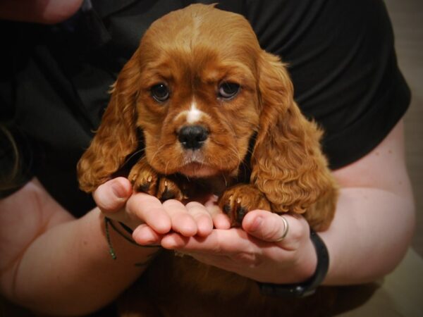 Cavalier King Charles Spaniel DOG Male Ruby 17090 Petland Iowa City, Iowa