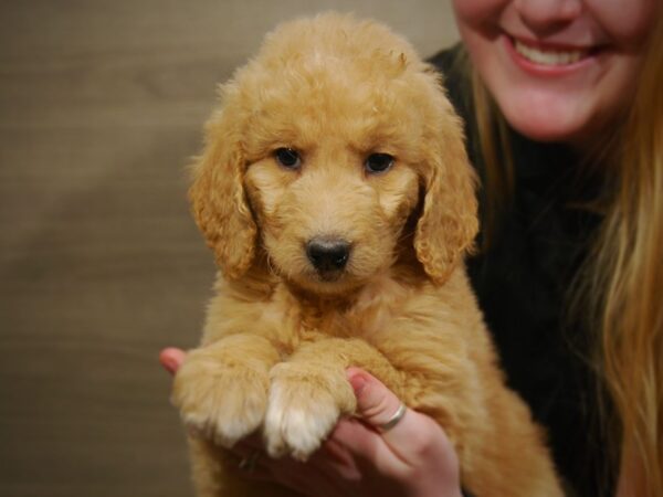 Goldendoodle 2nd Gen DOG Female Golden 17091 Petland Iowa City, Iowa