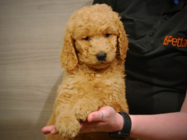 Goldendoodle 2nd Gen-DOG-Male-Golden-17092-Petland Iowa City, Iowa