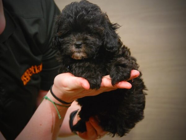 Miniature Poodle/Shih Tzu-DOG-Female-Black-17093-Petland Iowa City, Iowa