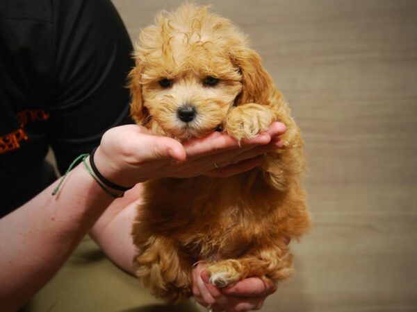 Miniature Poodle/Shih Tzu DOG Male Cream 17094 Petland Iowa City, Iowa