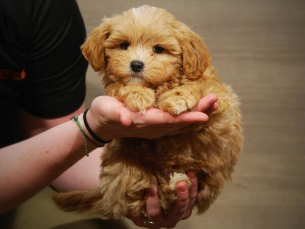 Miniature Poodle/Shih Tzu DOG Male Cream 17095 Petland Iowa City, Iowa