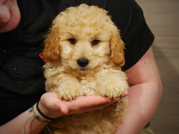 Goldendoodle Mini 2nd Gen DOG Male Buff 17097 Petland Iowa City, Iowa