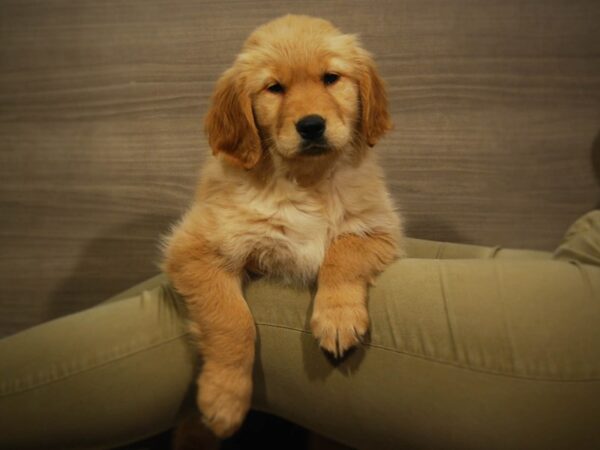 Golden Retriever DOG Female Golden 17099 Petland Iowa City, Iowa