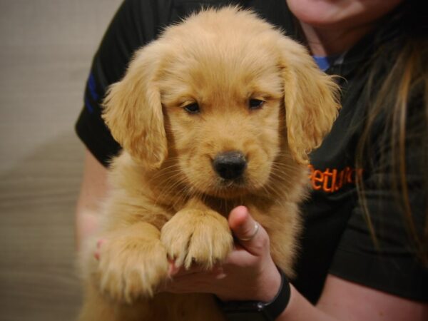 Golden Retriever DOG Male Golden 17100 Petland Iowa City, Iowa